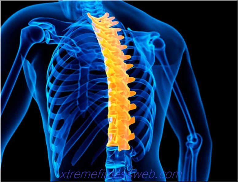 Nervový nerv v hrudnej chrbtici